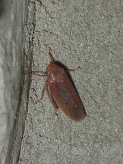 Ponana aenea