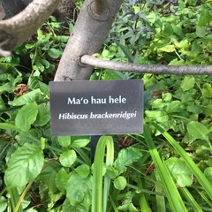 Hibiscus brackenridgei