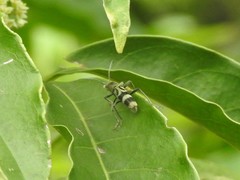 Chlorophorus reductus