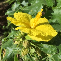 Hibiscus brackenridgei