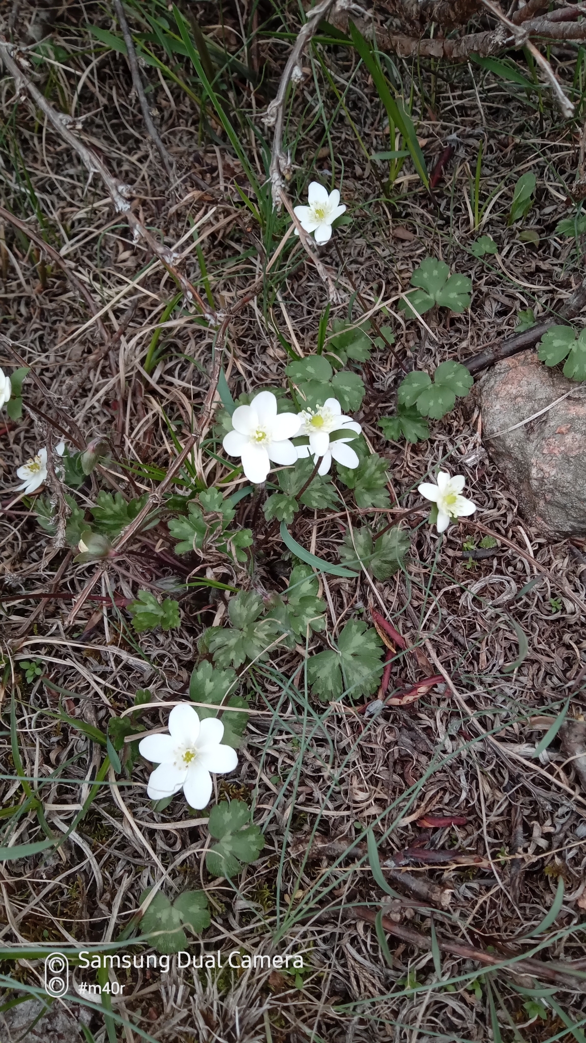 Hepatica falconeri