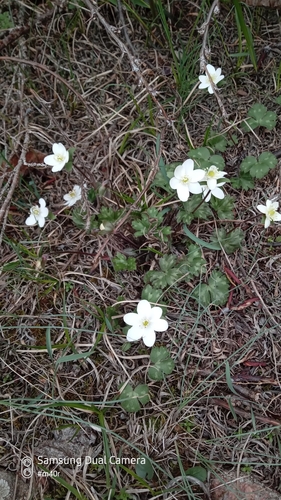 Image of Hepatica Falconeri (Hepatica falconeri) by (c) Михаил Орлов, some rights reserved (CC BY)
