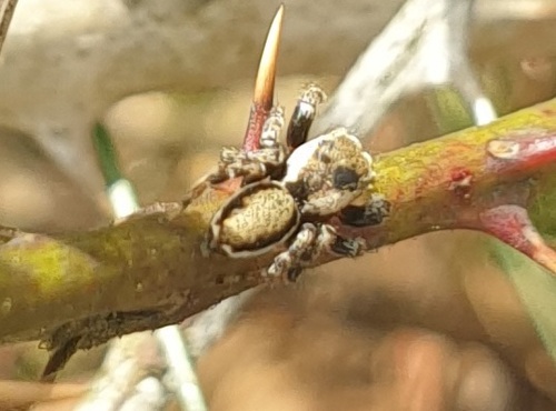 Woodland Jumping Spider, Ede, Alankomaat, photo 7 of 10