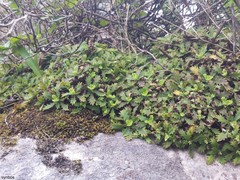 Osmitopsis dentata