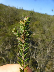 Phylica parviflora