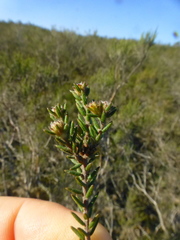 Phylica parviflora