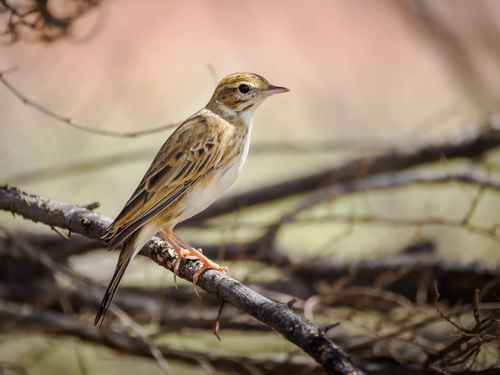 Australian Pipit
