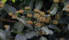 Polyscias diversifolia