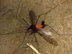 Tipula holoserica