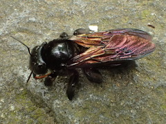 Xylocopa tranquebarorum