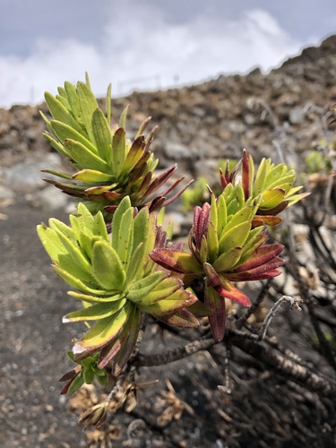 Dubautia menziesii