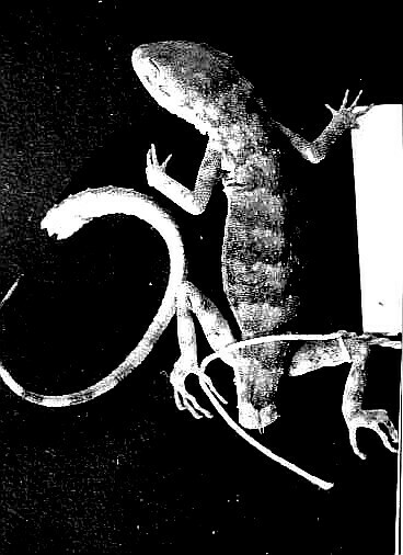 Chitral Gecko