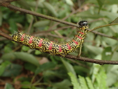 Phalerodonta manleyi