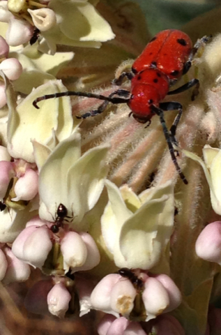 iNaturalist observation photo of Tetraopes basalis