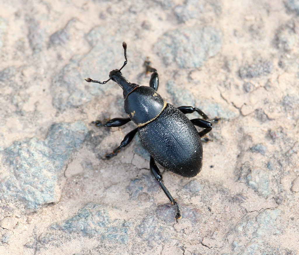 Liparus coronatus