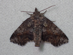Paectes pygmaea