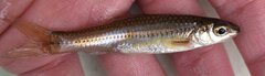 Bedrock Shiner photo 3
