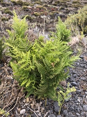 Pteridium aquilinum decompositum