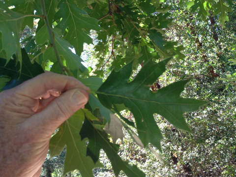 iNaturalist observation photo of California black oak