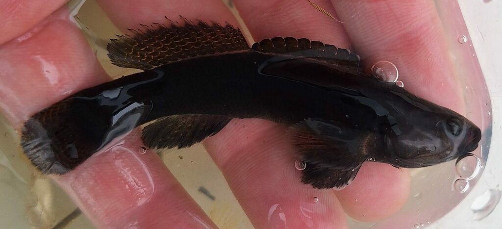 Sooty darter (Etheostoma olivaceum) — Percidae