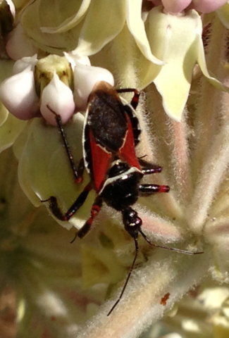 iNaturalist observation photo of California Bee Assassin