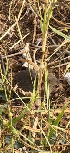 Mus musculus observed 2024-04-30