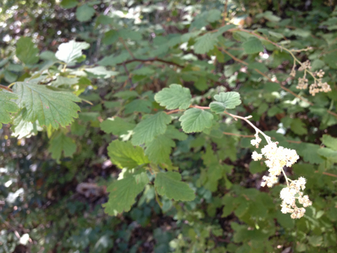 iNaturalist observation photo of Ocean spray