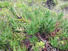 Aloiampelos commixta