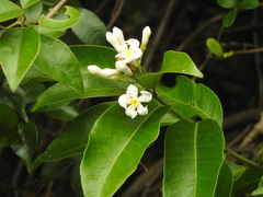 Melodinus suaveolens