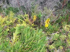 Aloiampelos commixta