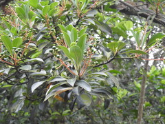 Machilus chekiangensis