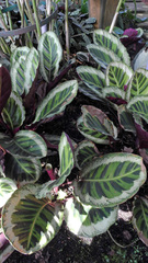 Goeppertia roseopicta