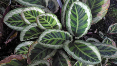 Goeppertia roseopicta