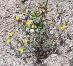 Senecio glaucus