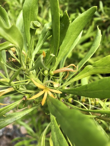 Scaevola gaudichaudii