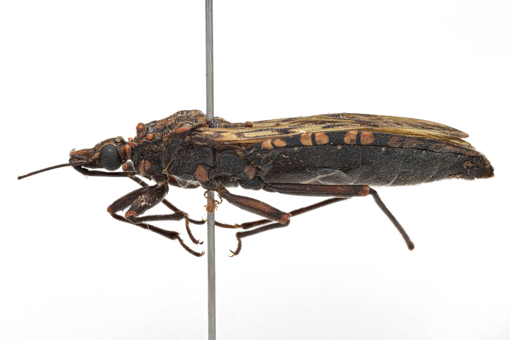 Panstrongylus rufotuberculatus