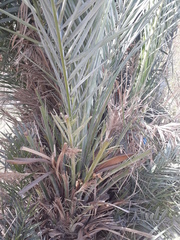 Phoenix dactylifera