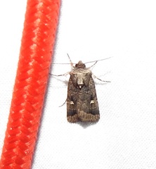 Proteuxoa microspila