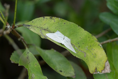 Acropteris ciniferaria