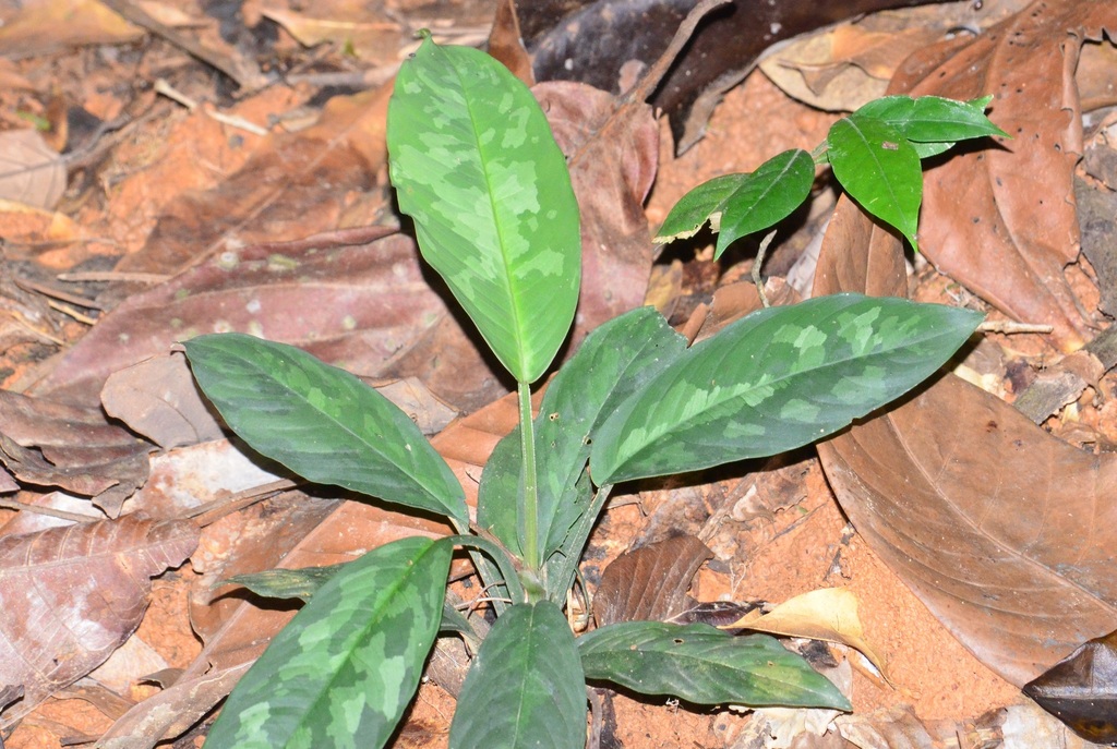 Schismatoglottis scortechinii