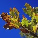 Portuguese Oak - Photo (c) Salomé, some rights reserved (CC BY-NC-SA)