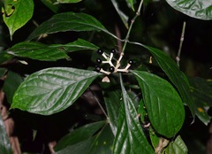 Chassalia chartacea