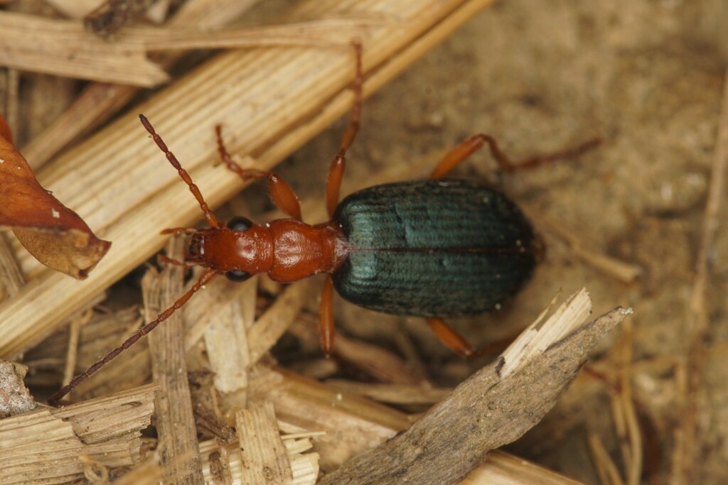 Brachinus elegans