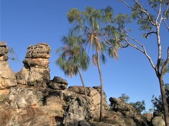 Livistona inermis