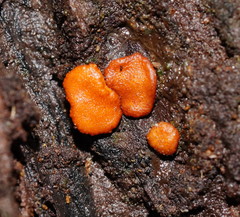 Trichoderma nothescens