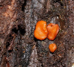Trichoderma nothescens
