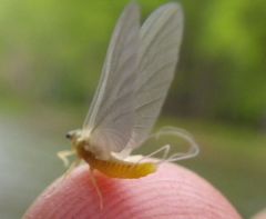 Ephemerella invaria