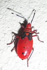 Probergrothius