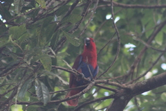 Eclectus roratus