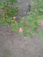 Rosa